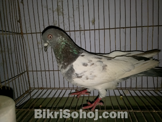 একটি নর কবুতর বিক্রয় হবে